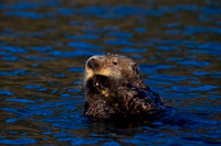 Sea Otter
