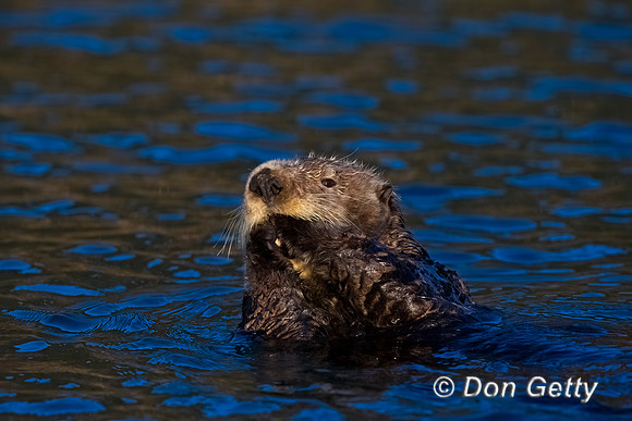 Sea Otter