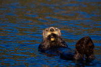Sea Otter