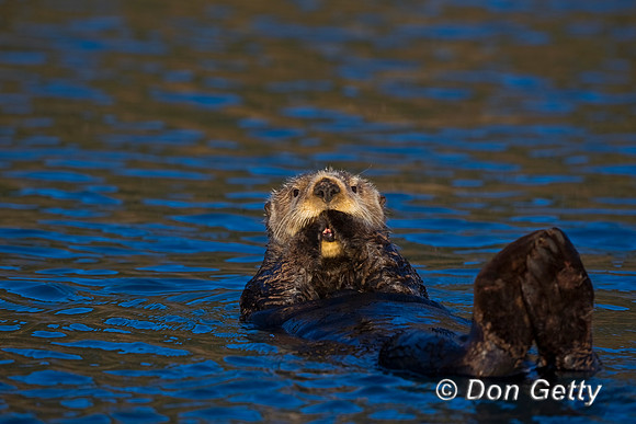Sea Otter