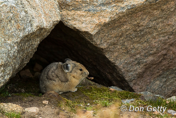 Pika_C8A4929