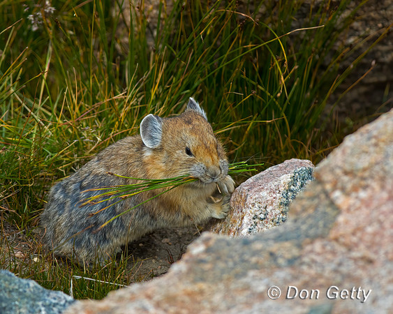 Pika_C8A4865