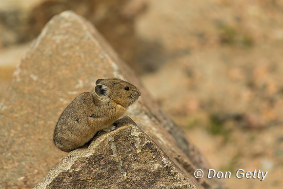 Pika_C8A4856