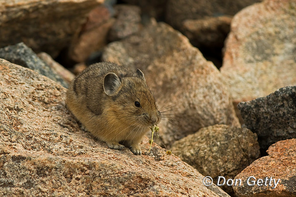 Pika_C8A4780