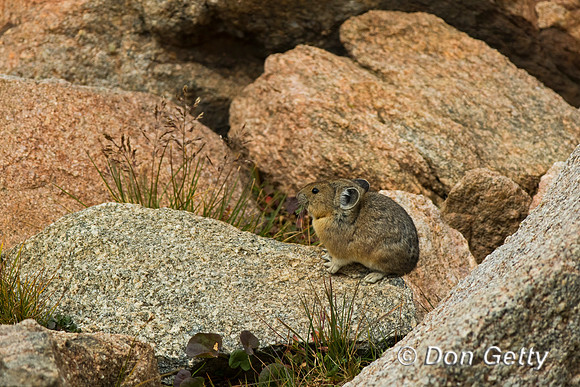 Pika_C8A4839
