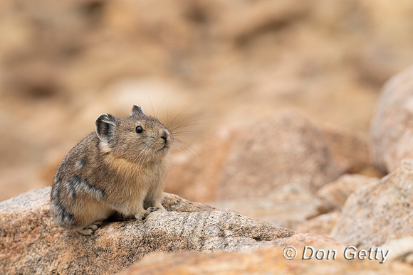 Pika