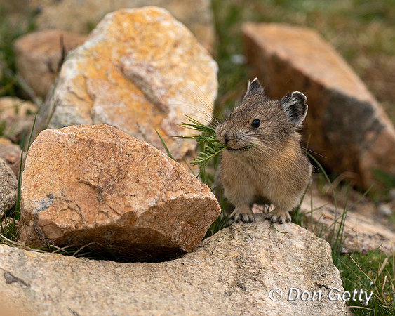 Pika