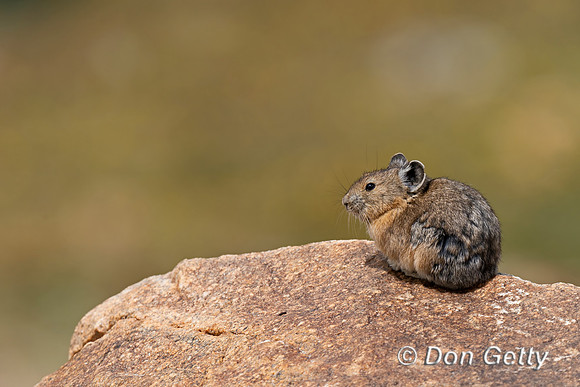 Pika