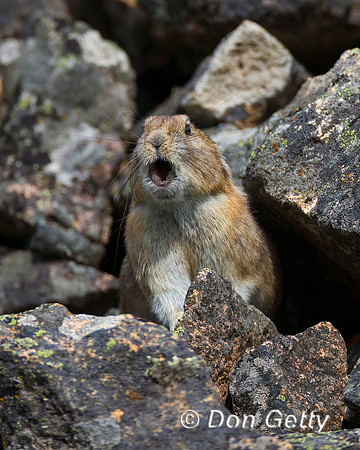 Pika