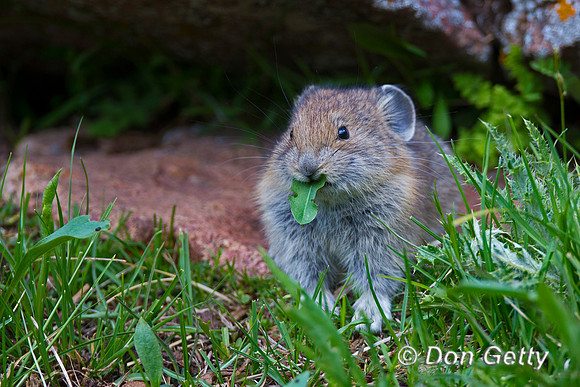 Pika