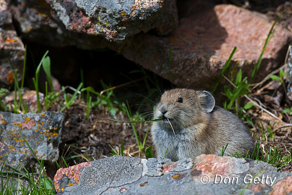 Pika