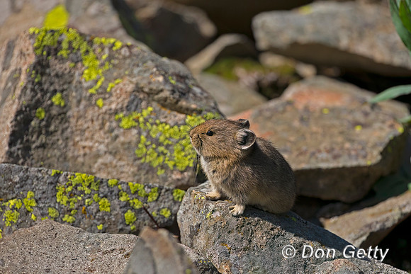 Pika
