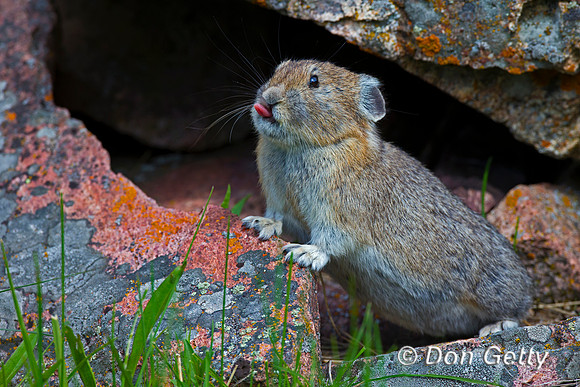Pika