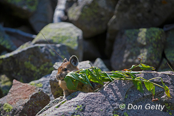 Pika
