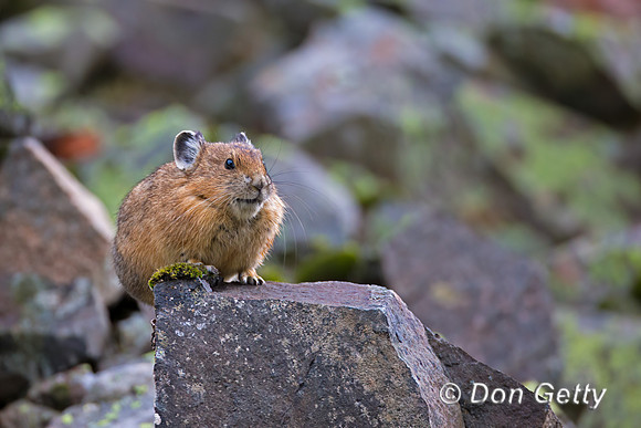 Pika_45T7575