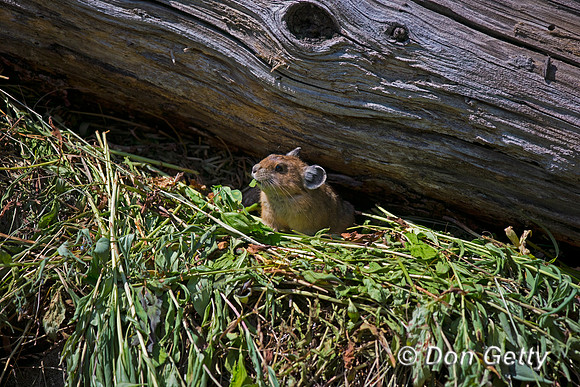 Pika