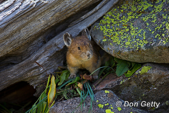 Pika