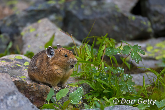 Pika_45T7658