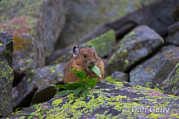Pika_45T7731