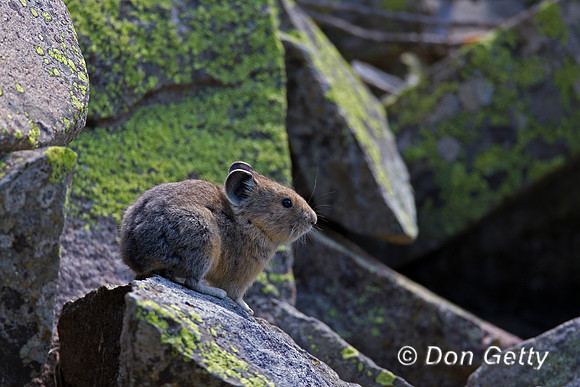 Pika_A45T5554