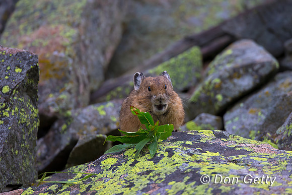 Pika_45T7742