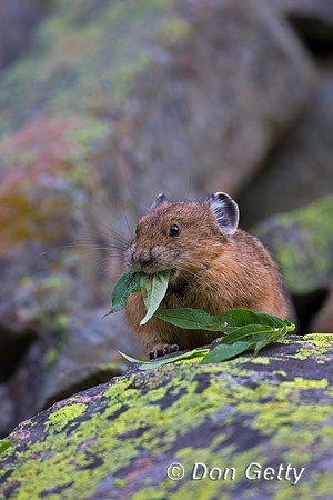 Pika_45T7766