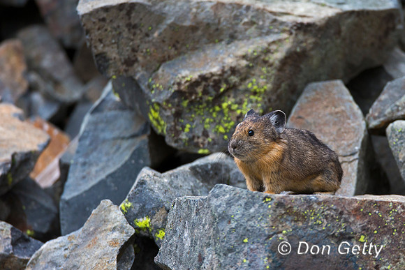 Pika_A45T7891