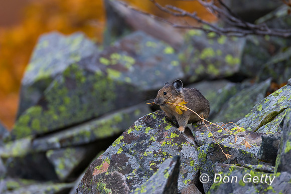Pika_A45T7965