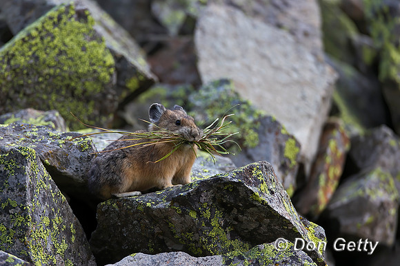 Pika_A45T8682