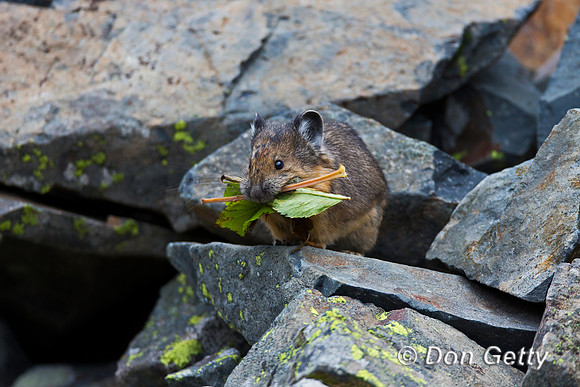 Pika_A45T7999