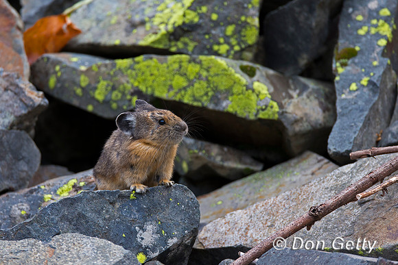 Pika_A45T7976