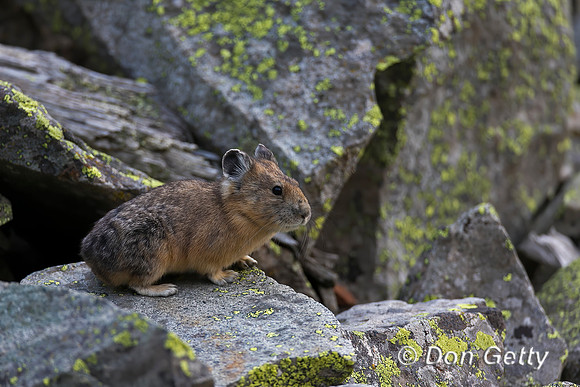 Pika_A45T8716