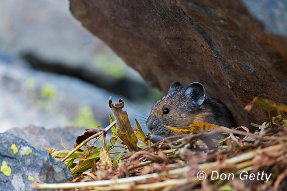 Pika_A45T8065