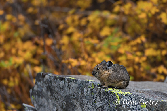 Pika_A45T8172