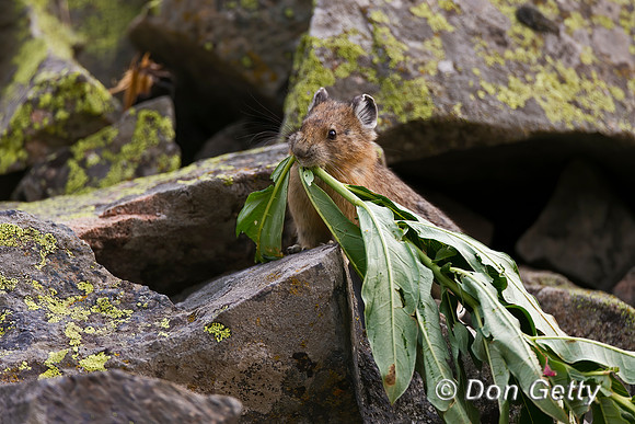Pika