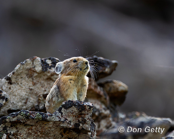 Pika