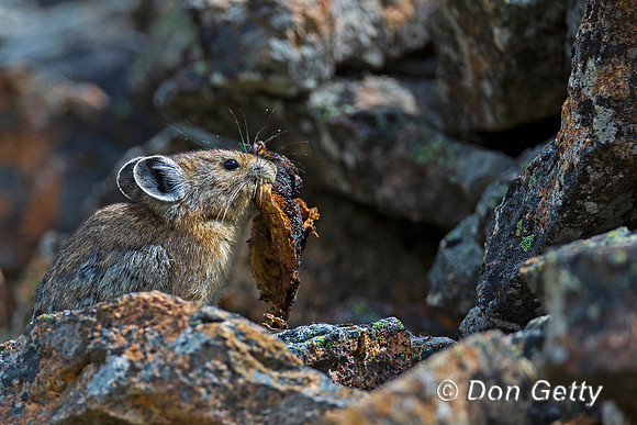 Pika