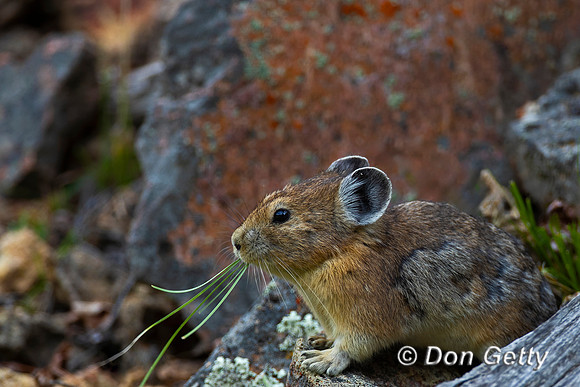 Pika