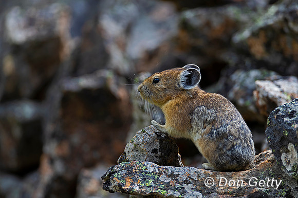 Pika