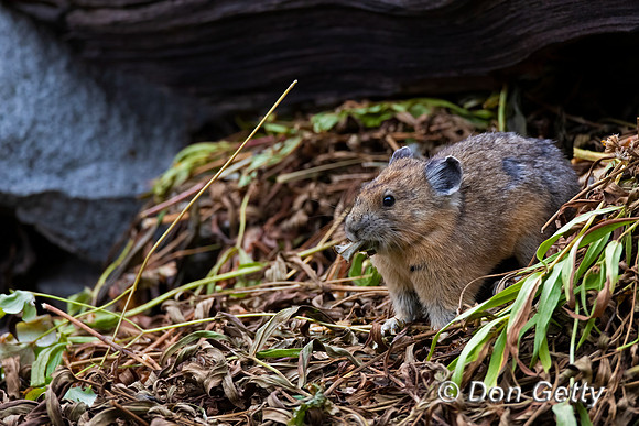 Pika