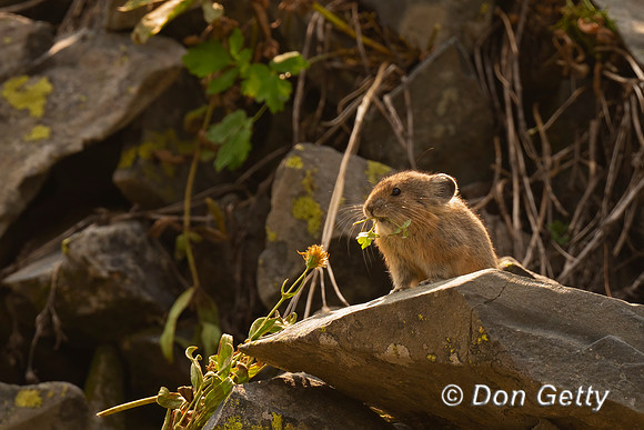 Pika
