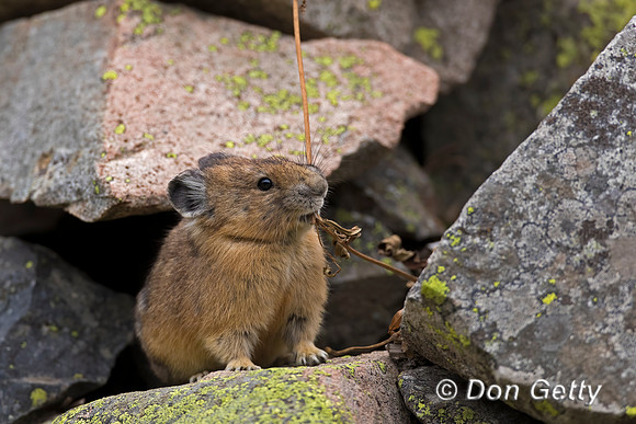 Pika