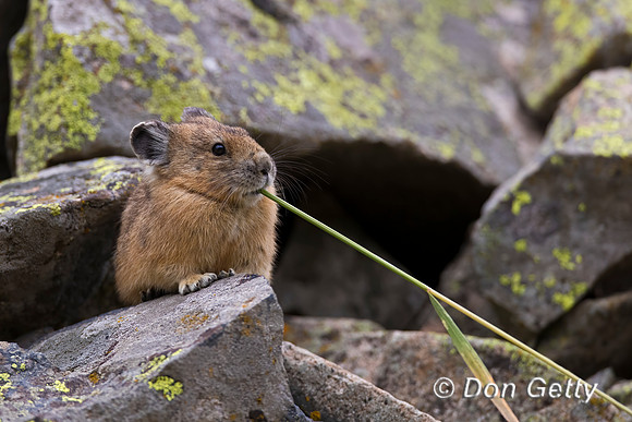 Pika
