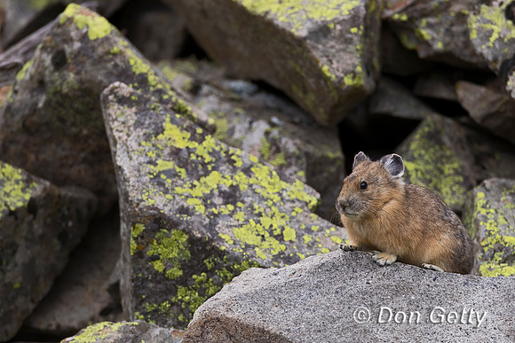 Pika