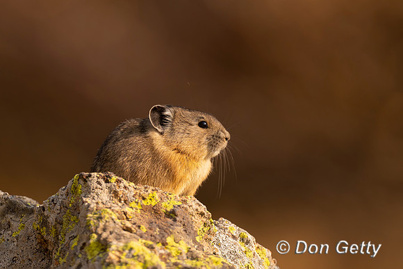 Pika