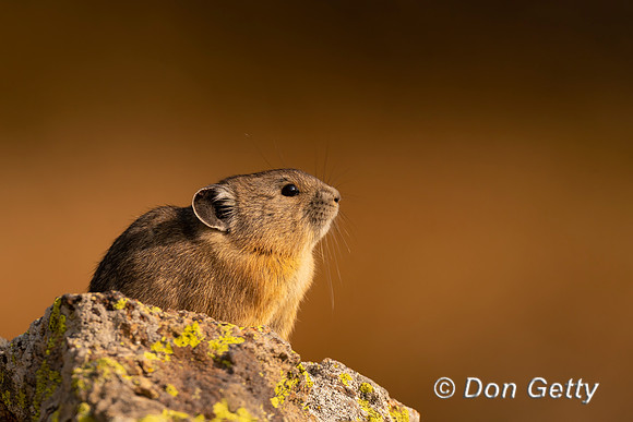 Pika