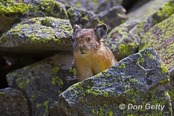 Pika