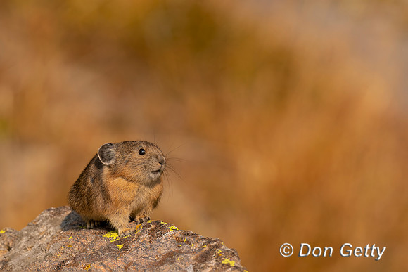 Pika