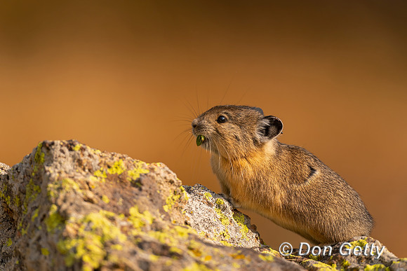 Pika