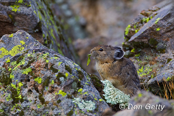Pika